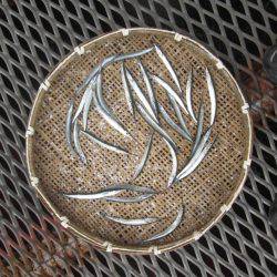 尼崎市立魚つり公園 釣果