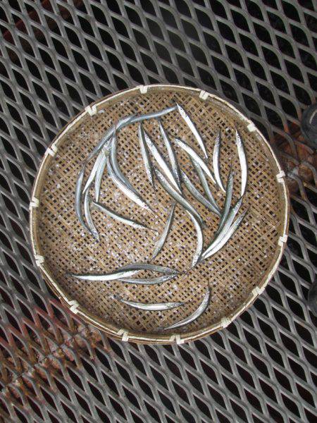 尼崎市立魚つり公園 釣果