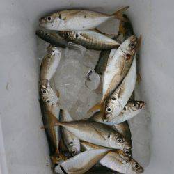 大阪南港海つり公園 釣果