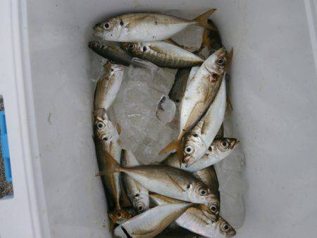 大阪南港海つり公園 釣果