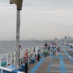 オリジナルメーカー海づり公園(市原市海づり施設) 釣果