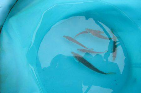 オリジナルメーカー海づり公園(市原市海づり施設) 釣果