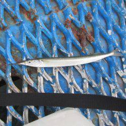 オリジナルメーカー海づり公園(市原市海づり施設) 釣果