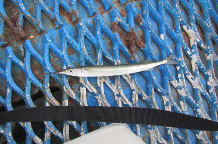 オリジナルメーカー海づり公園(市原市海づり…