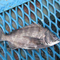 オリジナルメーカー海づり公園(市原市海づり施設) 釣果