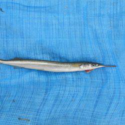 オリジナルメーカー海づり公園(市原市海づり施設) 釣果