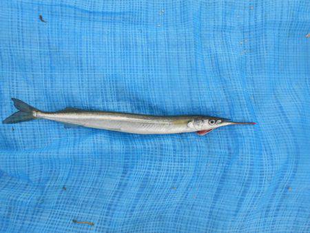 オリジナルメーカー海づり公園(市原市海づり施設) 釣果