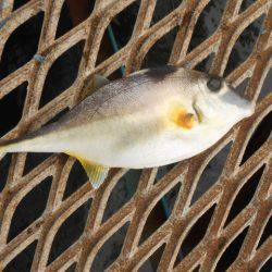 オリジナルメーカー海づり公園(市原市海づり施設) 釣果