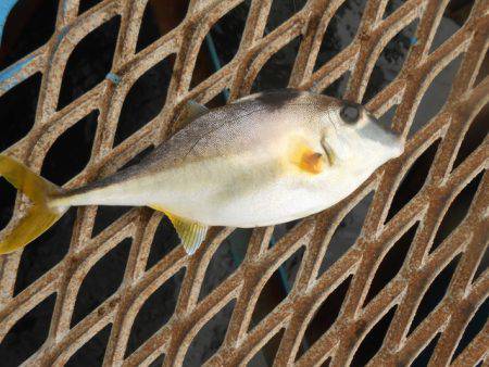 オリジナルメーカー海づり公園(市原市海づり施設) 釣果