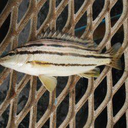 オリジナルメーカー海づり公園(市原市海づり施設) 釣果