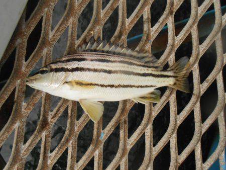 オリジナルメーカー海づり公園(市原市海づり施設) 釣果