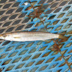 オリジナルメーカー海づり公園(市原市海づり施設) 釣果