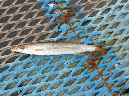 オリジナルメーカー海づり公園(市原市海づり施設) 釣果