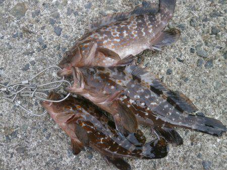 大阪南港海つり公園 釣果