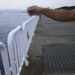 大阪南港海つり公園 釣果