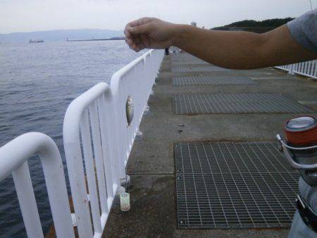 大阪南港海つり公園 釣果