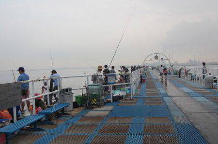 オリジナルメーカー海づり公園(市原市海づり施設) 釣果