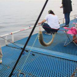 オリジナルメーカー海づり公園(市原市海づり施設) 釣果