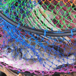 オリジナルメーカー海づり公園(市原市海づり施設) 釣果