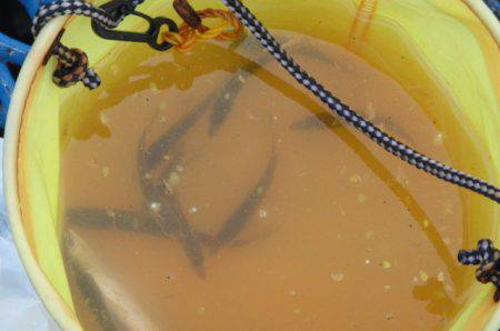 オリジナルメーカー海づり公園(市原市海づり施設) 釣果