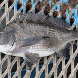オリジナルメーカー海づり公園(市原市海づり施設) 釣果