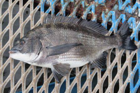 オリジナルメーカー海づり公園(市原市海づり施設) 釣果