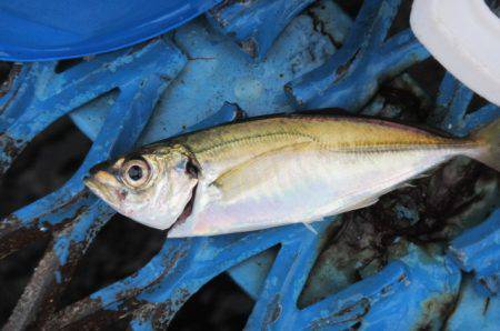 オリジナルメーカー海づり公園(市原市海づり施設) 釣果