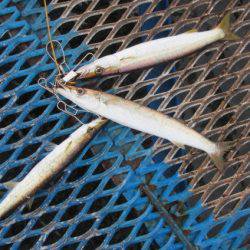 オリジナルメーカー海づり公園(市原市海づり施設) 釣果