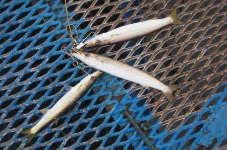 オリジナルメーカー海づり公園(市原市海づり…