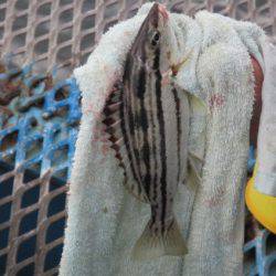 オリジナルメーカー海づり公園(市原市海づり施設) 釣果