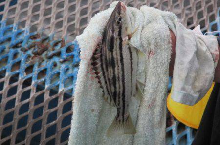 オリジナルメーカー海づり公園(市原市海づり施設) 釣果