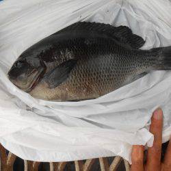 オリジナルメーカー海づり公園(市原市海づり施設) 釣果