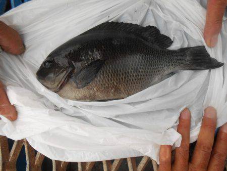 オリジナルメーカー海づり公園(市原市海づり施設) 釣果