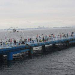 オリジナルメーカー海づり公園(市原市海づり施設) 釣果