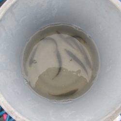 オリジナルメーカー海づり公園(市原市海づり施設) 釣果