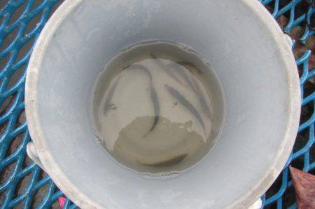 オリジナルメーカー海づり公園(市原市海づり施設) 釣果