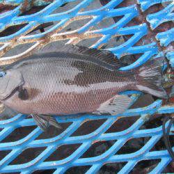 オリジナルメーカー海づり公園(市原市海づり施設) 釣果