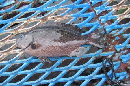 オリジナルメーカー海づり公園(市原市海づり…