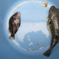 オリジナルメーカー海づり公園(市原市海づり施設) 釣果