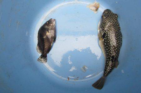 オリジナルメーカー海づり公園(市原市海づり施設) 釣果