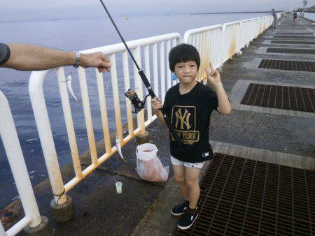大阪南港海つり公園 釣果