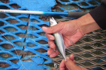 オリジナルメーカー海づり公園(市原市海づり施設) 釣果