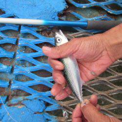 オリジナルメーカー海づり公園(市原市海づり施設) 釣果