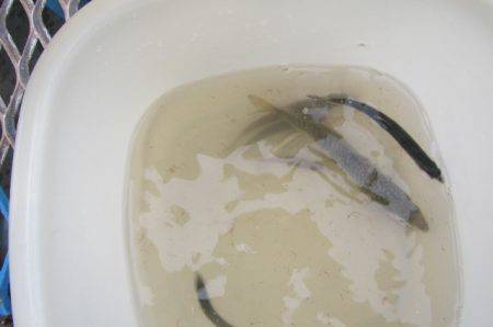 オリジナルメーカー海づり公園(市原市海づり施設) 釣果