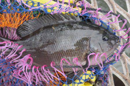 オリジナルメーカー海づり公園(市原市海づり施設) 釣果