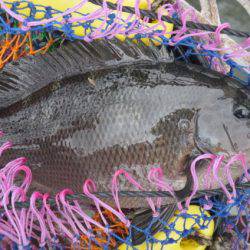 オリジナルメーカー海づり公園(市原市海づり施設) 釣果