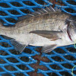 オリジナルメーカー海づり公園(市原市海づり施設) 釣果