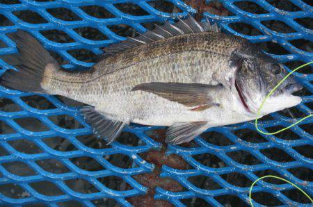 オリジナルメーカー海づり公園(市原市海づり施設) 釣果