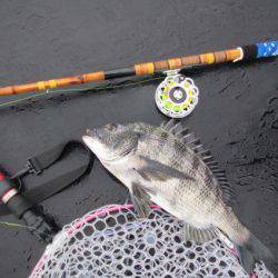 オリジナルメーカー海づり公園(市原市海づり施設) 釣果