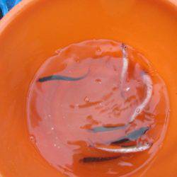 オリジナルメーカー海づり公園(市原市海づり施設) 釣果